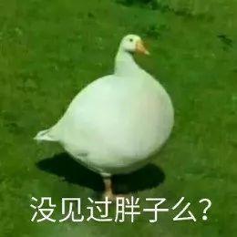 娱乐吃瓜鹅鸭